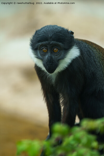Baby L’Hoest Monkey Picture Board by rawshutterbug 