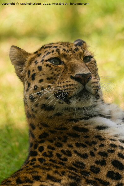 Amur Leopard Picture Board by rawshutterbug 
