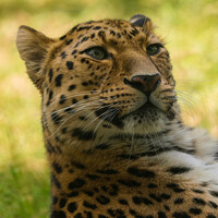 Buy canvas prints of Amur Leopard by rawshutterbug 