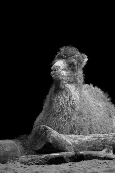 Baby Camel Mono Picture Board by rawshutterbug 