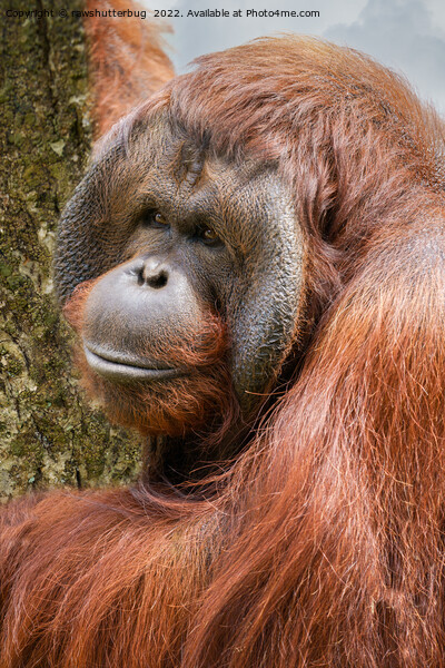 Flanged male orangutan Picture Board by rawshutterbug 