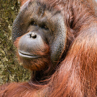 Buy canvas prints of Flanged male orangutan by rawshutterbug 