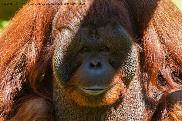 Flanged male orangutan close-up Picture Board by rawshutterbug 
