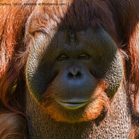 Buy canvas prints of Flanged male orangutan close-up by rawshutterbug 