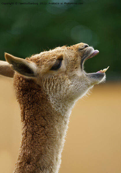 Vicuna Showing His Teeth Picture Board by rawshutterbug 
