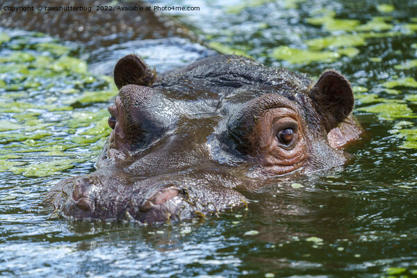 Hippo In The Water Picture Board by rawshutterbug 