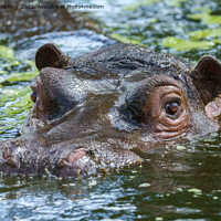 Buy canvas prints of Hippo In The Water by rawshutterbug 