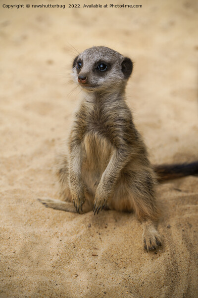 Baby Meerkat Sitting In The Sand Picture Board by rawshutterbug 