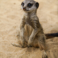 Buy canvas prints of Baby Meerkat Sitting In The Sand by rawshutterbug 
