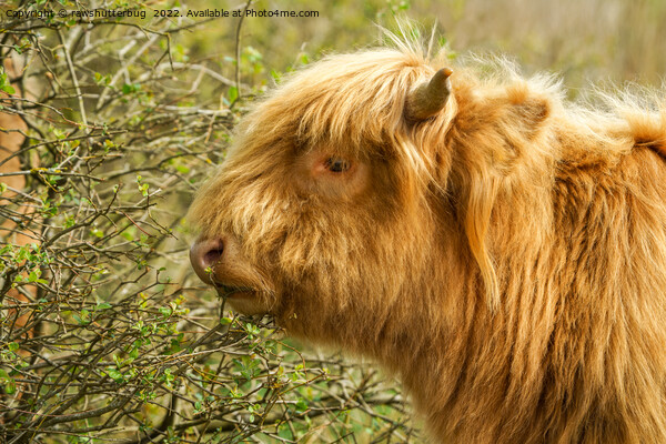 Young Highland Cow Picture Board by rawshutterbug 