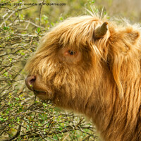 Buy canvas prints of Young Highland Cow by rawshutterbug 
