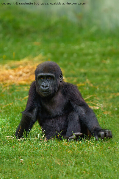 Gorilla Baby Sitting In The Grass Picture Board by rawshutterbug 