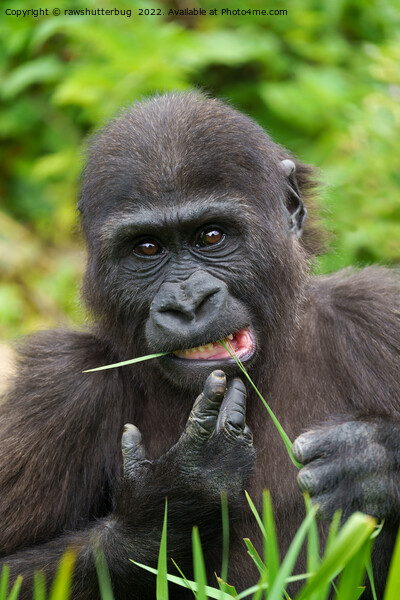 Baby Gorilla Cuteness Picture Board by rawshutterbug 