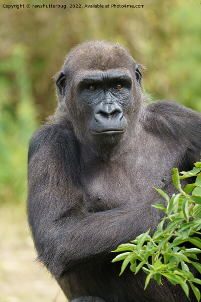 Gorilla Portrait Picture Board by rawshutterbug 