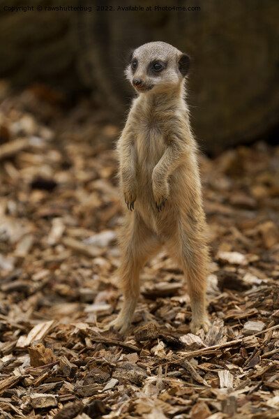 Baby Meerkat Standing Upright Picture Board by rawshutterbug 