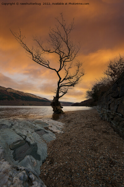 Loch Lomond Firkin Point Single Tree Sunrise Picture Board by rawshutterbug 