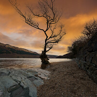 Buy canvas prints of Loch Lomond Firkin Point Single Tree Sunrise by rawshutterbug 