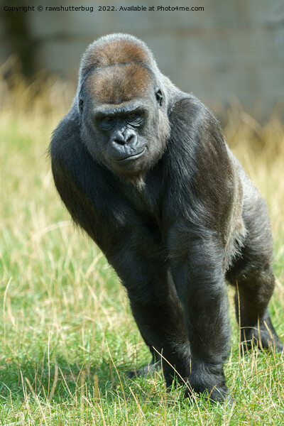Gorilla Ozala Picture Board by rawshutterbug 