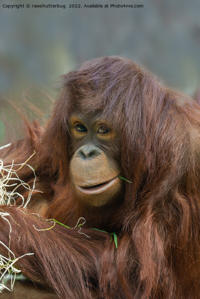 Playful Young Orangutan Picture Board by rawshutterbug 