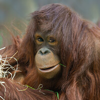 Buy canvas prints of Playful Young Orangutan by rawshutterbug 