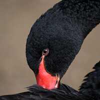Buy canvas prints of Black Swan by rawshutterbug 
