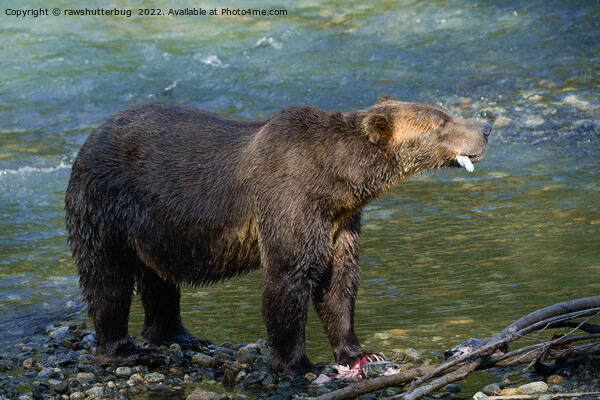 Wild Bear Got His Salmon At Toba Inlet Picture Board by rawshutterbug 