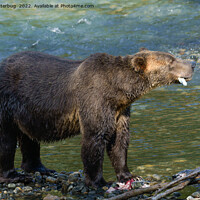 Buy canvas prints of Wild Bear Got His Salmon At Toba Inlet by rawshutterbug 