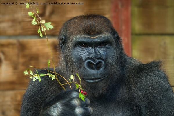 Gorilla And His Berries Picture Board by rawshutterbug 