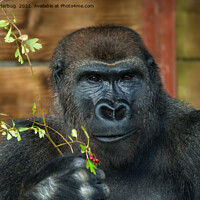 Buy canvas prints of Gorilla And His Berries by rawshutterbug 