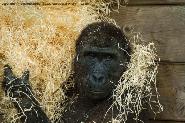 Gorilla And His Wood Wool Picture Board by rawshutterbug 