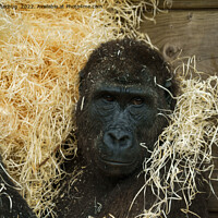 Buy canvas prints of Gorilla And His Wood Wool by rawshutterbug 