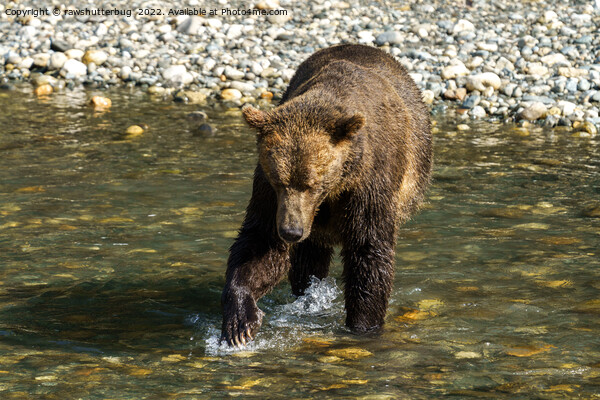 Wild Grizzly Trying To Catch Salmon At The Toba In Picture Board by rawshutterbug 