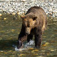 Buy canvas prints of Wild Grizzly Trying To Catch Salmon At The Toba In by rawshutterbug 