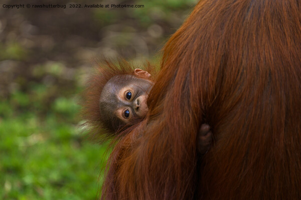 Curious Orangutan Baby Peeking Picture Board by rawshutterbug 