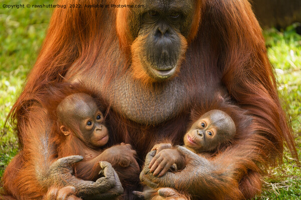 Orangutan Mother Holding Two Babies Picture Board by rawshutterbug 