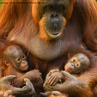 Buy canvas prints of Orangutan Mother Holding Two Babies by rawshutterbug 