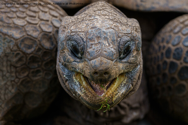 Giant Aldabra Tortoise Picture Board by rawshutterbug 