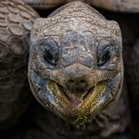 Buy canvas prints of Giant Aldabra Tortoise by rawshutterbug 