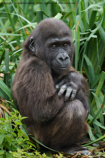 Baby Gorilla Picture Board by rawshutterbug 