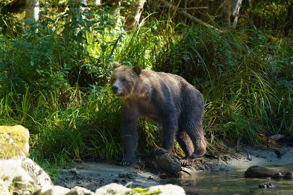 Wild Grizzly At Bute Inlet Picture Board by rawshutterbug 