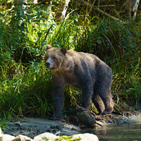 Buy canvas prints of Wild Grizzly At Bute Inlet by rawshutterbug 