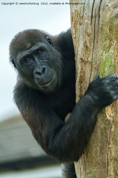Gorilla Behind The Tree Picture Board by rawshutterbug 