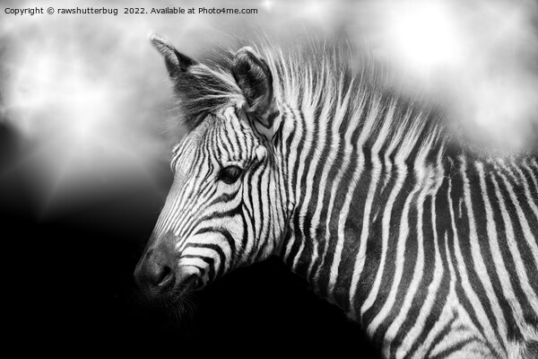 Zebra Foal Picture Board by rawshutterbug 