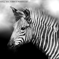 Buy canvas prints of Zebra Foal by rawshutterbug 