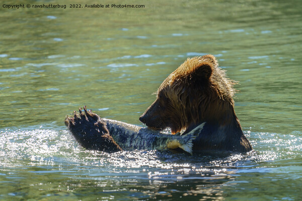 Grizzly Bear Caught A Salmon Picture Board by rawshutterbug 