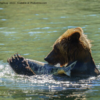 Buy canvas prints of Grizzly Bear Caught A Salmon by rawshutterbug 