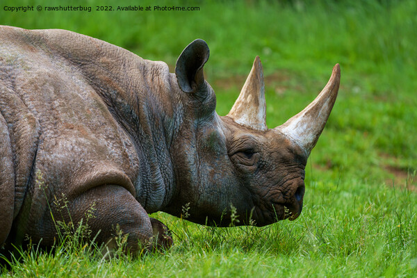 Rhino In The Grass Picture Board by rawshutterbug 