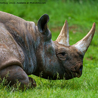 Buy canvas prints of Rhino In The Grass by rawshutterbug 