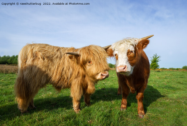 Young Highland Cows Picture Board by rawshutterbug 