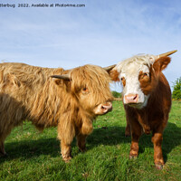 Buy canvas prints of Young Highland Cows by rawshutterbug 
